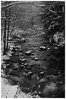 Creek and snowy trees in winter, Tennessee. Great Smoky Mountains National Park ( black and white)