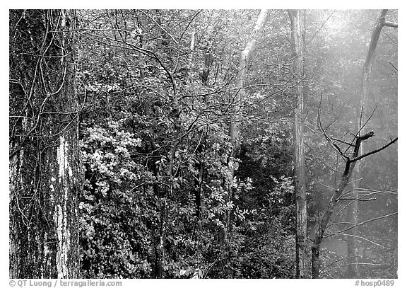 Steam rising in forest. Hot Springs National Park (black and white)