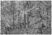 Forest in fall colors, West Mountain. Hot Springs National Park ( black and white)