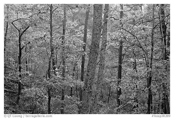 Forest in autumn colors, West Mountain. Hot Springs National Park (black and white)