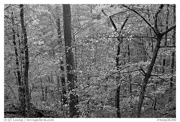 Deciduous trees in fall colors, West Mountain. Hot Springs National Park (black and white)