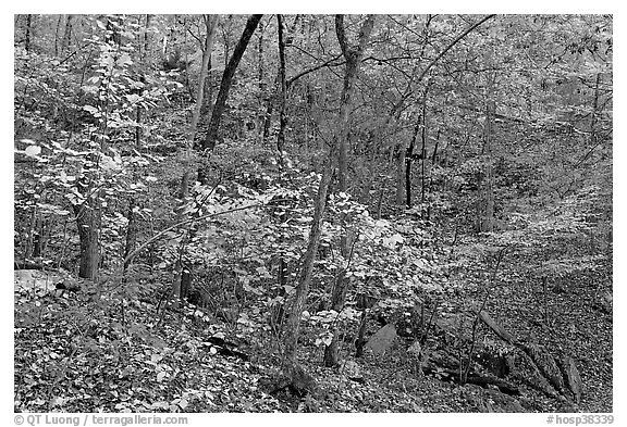 Trees in fall foliage, Gulpha Gorge. Hot Springs National Park (black and white)