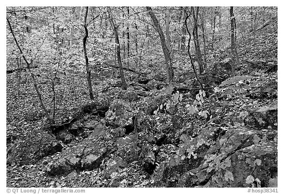 Boulders and trees in fall colors, Gulpha Gorge. Hot Springs National Park (black and white)