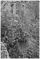 Shrub with red leaves, and moss-covered rock, Gulpha Gorge. Hot Springs National Park ( black and white)