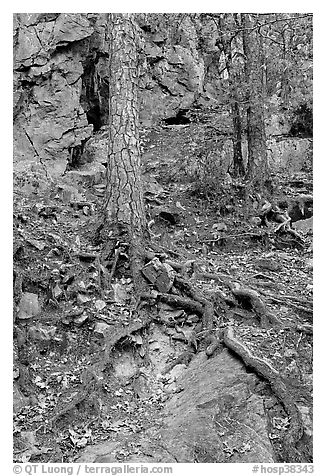 Roots and trees in forest, Gulpha Gorge. Hot Springs National Park (black and white)