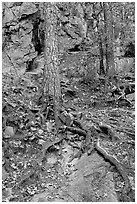 Roots and trees in forest, Gulpha Gorge. Hot Springs National Park ( black and white)