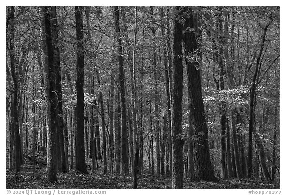 Woods in the spring with blooming trees, Sugarloaf Mountain. Hot Springs National Park (black and white)