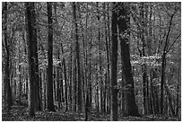 Woods in the spring with blooming trees, Sugarloaf Mountain. Hot Springs National Park ( black and white)