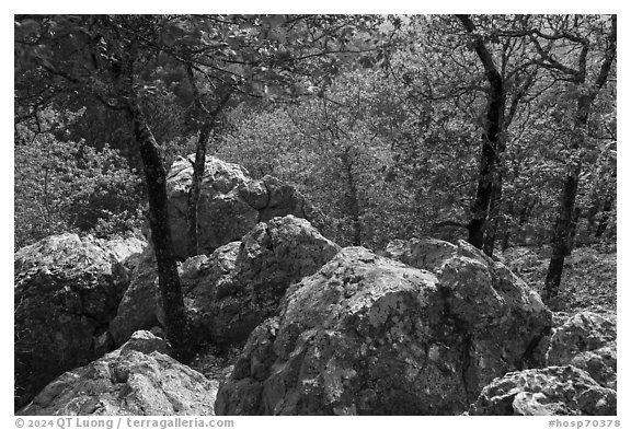 Boulders and trees in the spring near Balanced Rock. Hot Springs National Park (black and white)