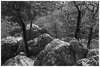 Boulders and trees in the spring near Balanced Rock. Hot Springs National Park ( black and white)