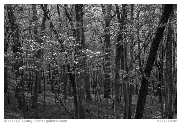 Blossoms in the forest, Sugarloaf Mountain, springtime. Hot Springs National Park (black and white)