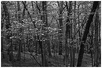 Blossoms in the forest, Sugarloaf Mountain, springtime. Hot Springs National Park ( black and white)