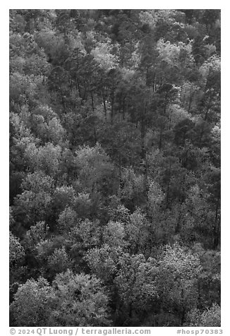 Hot Springs Mountain forest canopy in the spring. Hot Springs National Park (black and white)