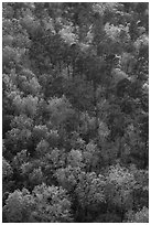 Hot Springs Mountain forest canopy in the spring. Hot Springs National Park ( black and white)