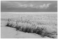 Dune grass, snow, and Frozen Lake Michigan, Mount Baldy Trail. Indiana Dunes National Park ( black and white)