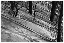 Shadows and tree trunks, Mount Baldy. Indiana Dunes National Park ( black and white)