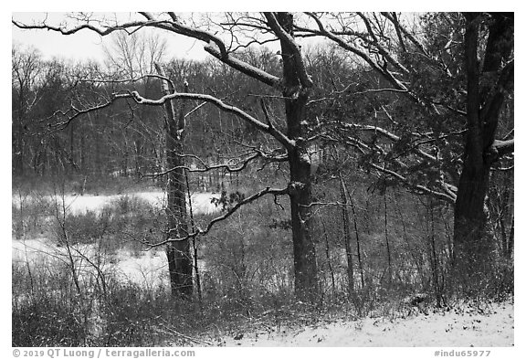 Oaks and now-covered wetlands, Little Calumet River Trail. Indiana Dunes National Park (black and white)
