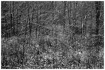 Prairie grasses and trees with fresh snow, Little Calumet River Trail. Indiana Dunes National Park ( black and white)