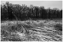 Mnokee Prairie in winter. Indiana Dunes National Park ( black and white)