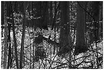 Forest in winter with leaves from previous season. Indiana Dunes National Park ( black and white)