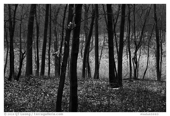 Oaks and wetland in winter, Cowles Bog Trail. Indiana Dunes National Park (black and white)