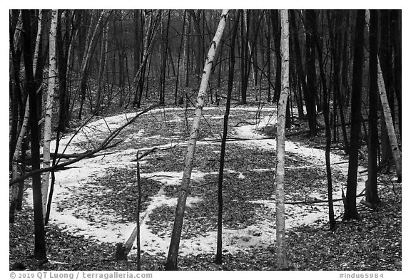 Birch trees and frozen pond, Cowles Bog Trail. Indiana Dunes National Park (black and white)