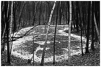 Birch trees and frozen pond, Cowles Bog Trail. Indiana Dunes National Park ( black and white)