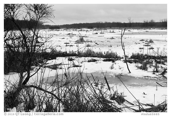 Cowles Bog. Indiana Dunes National Park (black and white)