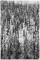Reeds in frozen pond, Paul Douglas Trail. Indiana Dunes National Park ( black and white)