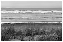 Dune, Marram Grass, and beach with shelf ice, Paul Douglas Trail. Indiana Dunes National Park ( black and white)