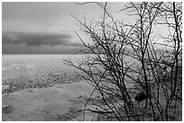 Bare branches and frozen Lake Michigan at dawn. Indiana Dunes National Park ( black and white)