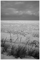 Dune grass and frozen Lake Michigan at sunrise. Indiana Dunes National Park ( black and white)