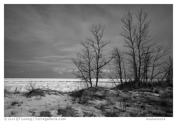 Dune grass, bare trees, and Lake Michigan. Indiana Dunes National Park (black and white)