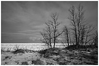 Dune grass, bare trees, and Lake Michigan. Indiana Dunes National Park ( black and white)