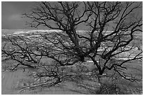 Black Oak trees engulfed by Mt Baldy dune. Indiana Dunes National Park ( black and white)