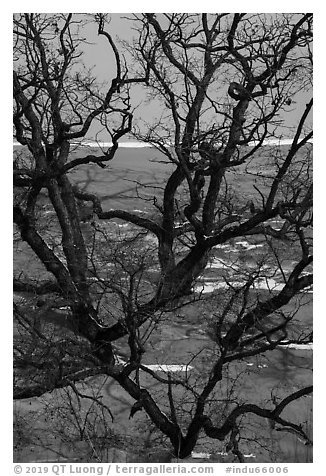 Black Oak trees growing out of sand dune, Mt Baldy. Indiana Dunes National Park (black and white)