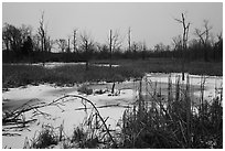 Great Marsh at dusk in winter. Indiana Dunes National Park ( black and white)