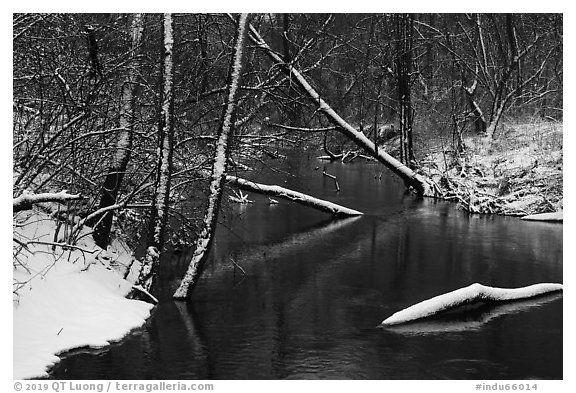 Snowy tree trunks spanning Little Calumet River, Heron Rookery. Indiana Dunes National Park (black and white)