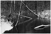 Snowy tree trunks spanning Little Calumet River, Heron Rookery. Indiana Dunes National Park ( black and white)