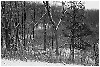 Trees and shrubs with fresh snow,. Indiana Dunes National Park ( black and white)