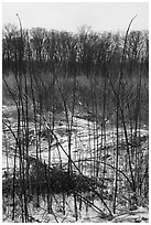 Tall grasses in winter, Mnoke Prairie. Indiana Dunes National Park ( black and white)