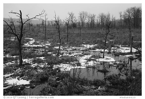 Cowles Bog in the rain, winter. Indiana Dunes National Park (black and white)