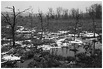Cowles Bog in the rain, winter. Indiana Dunes National Park ( black and white)