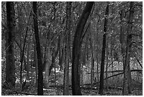 Oak trees in winter with autumn leaves. Indiana Dunes National Park ( black and white)