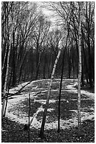 Birch trees and pond in winter. Indiana Dunes National Park ( black and white)