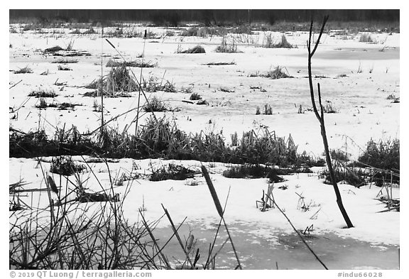 Frozen surface of Cowles Bog. Indiana Dunes National Park (black and white)