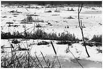 Frozen surface of Cowles Bog. Indiana Dunes National Park ( black and white)