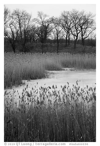 Reeds, frozen pond, and black oak trees. Indiana Dunes National Park (black and white)