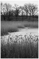 Reeds, frozen pond, and black oak trees. Indiana Dunes National Park ( black and white)