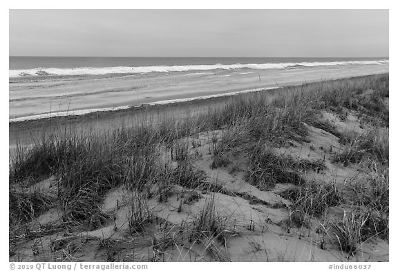 Grasses, dunes, and beach in winter. Indiana Dunes National Park (black and white)